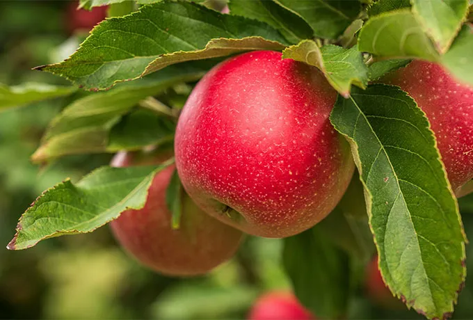 Apple flavor