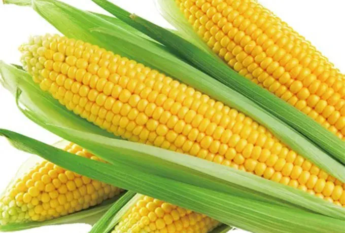 Corn Flavor