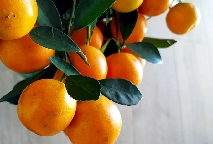 Kumquat flavor