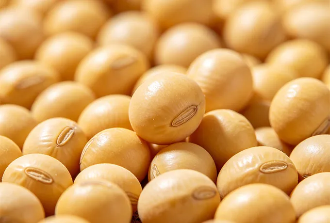 Soybean Flavor