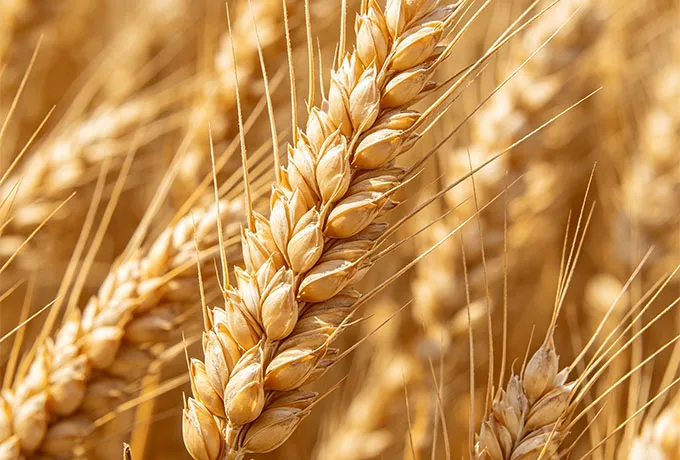 Wheat Flavor