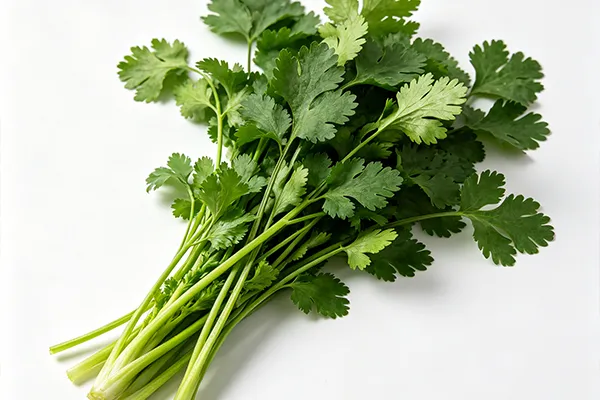 Cilantro Flavor